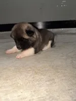 Sadie, a female Akita for sale in Memphis, TN – 5 of 7