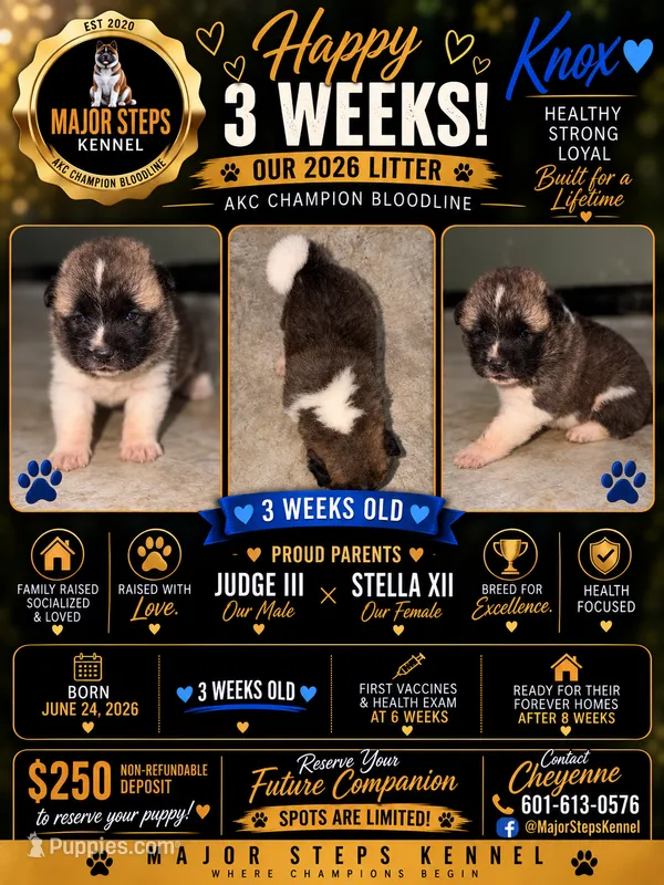 Knox  – Akita puppy for sale in Memphis, TN