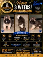 Knox , a male Akita for sale in Memphis, TN – 1 of 8