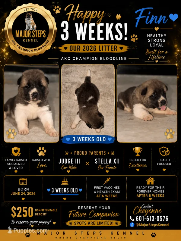 Finn – Akita puppy for sale in Memphis, TN