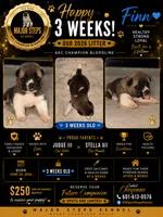 Finn, a male Akita for sale in Memphis, TN – 1 of 7