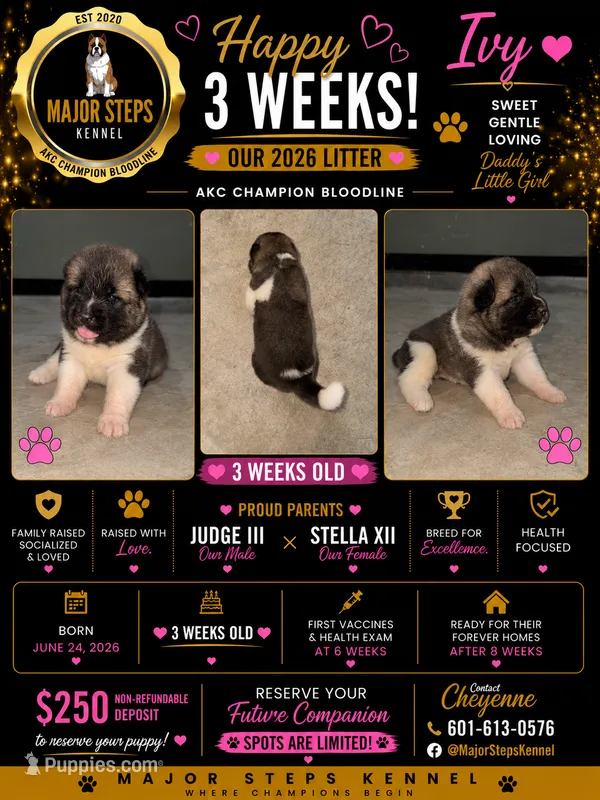 Ivy – Akita puppy for sale in Memphis, TN