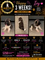 Ivy, a female Akita for sale in Memphis, TN – 1 of 7
