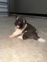 Ivy, a female Akita for sale in Memphis, TN – 5 of 7
