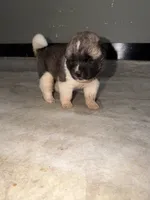 Knox , a male Akita for sale in Memphis, TN – 6 of 8