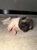 Sadie, a female Akita for sale in Memphis, TN – 3 of 7