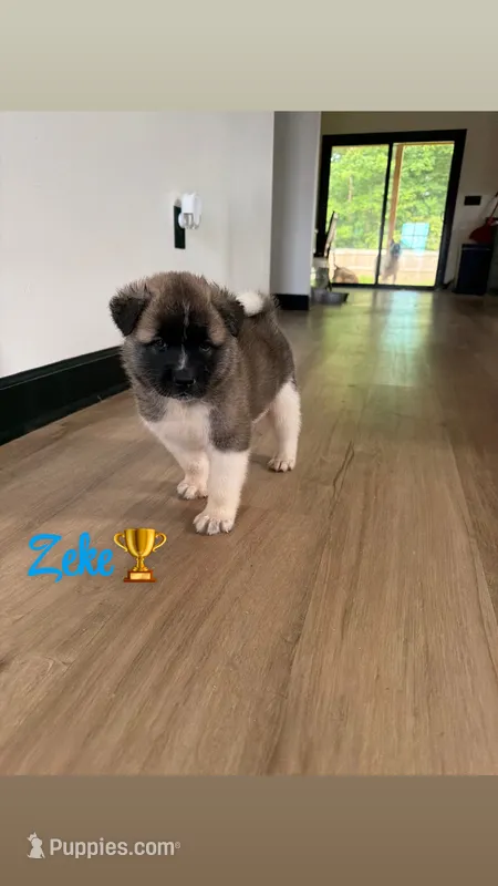 Zeke – Akita puppy for sale in Memphis, TN