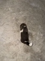 Ivy, a female Akita for sale in Memphis, TN – 4 of 7