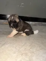 Knox , a male Akita for sale in Memphis, TN – 3 of 8