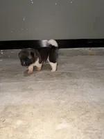 Trixie , a female Akita for sale in Memphis, TN – 5 of 6