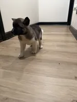 Trixie, a female Akita for sale in Memphis, TN – 3 of 4