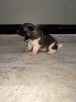 Trixie , a female Akita for sale in Memphis, TN – 4 of 6