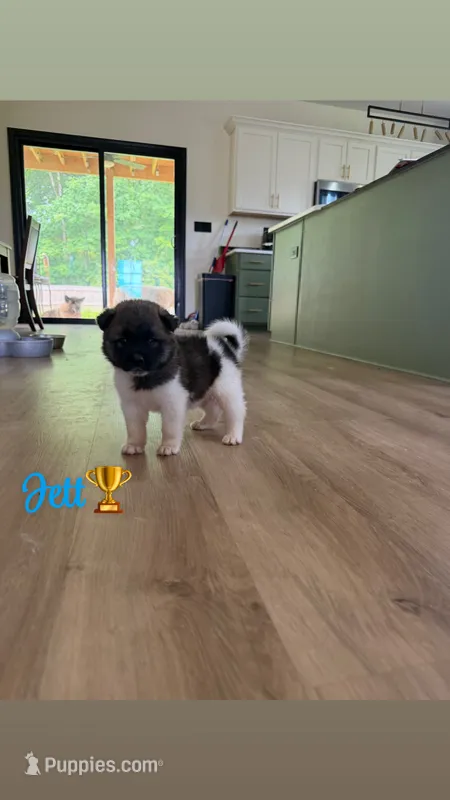 Jett – Akita puppy for sale in Memphis, TN