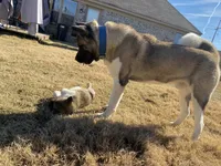 Knox , a male Akita for sale in Memphis, TN – 7 of 8