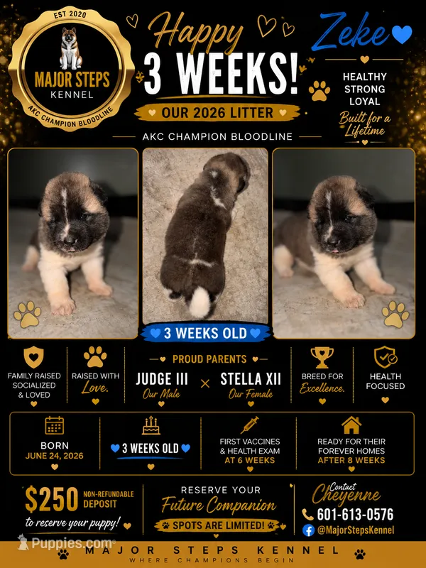 Zeke – Akita puppy for sale in Memphis, TN