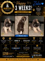 Zeke, a male Akita for sale in Memphis, TN – 1 of 6