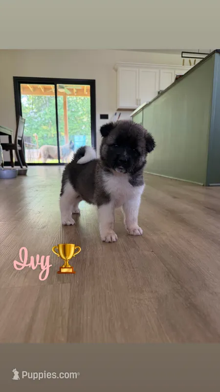 Ivy – Akita puppy for sale in Memphis, TN
