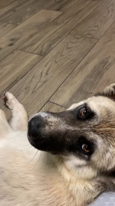 Jett, a male Akita for sale in Memphis, TN – 8 of 9