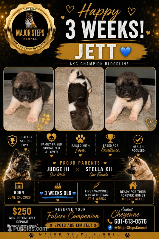 Jett – Akita puppy for sale in Memphis, TN