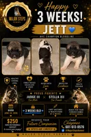 Jett, a male Akita for sale in Memphis, TN – 1 of 9