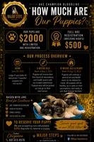 Trixie, a female Akita for sale in Memphis, TN – 4 of 4