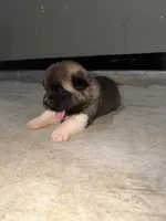 Sadie, a female Akita for sale in Memphis, TN – 2 of 7