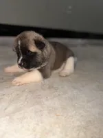 Zeke, a male Akita for sale in Memphis, TN – 5 of 6