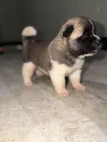 Zeke, a male Akita for sale in Memphis, TN – 3 of 6