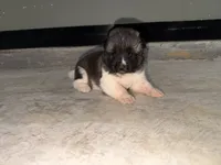 Sadie, a female Akita for sale in Memphis, TN – 4 of 7