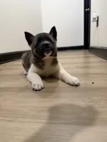 Trixie, a female Akita for sale in Memphis, TN – 2 of 4