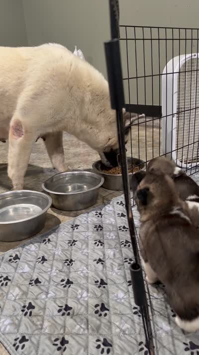 Jett, a male Akita for sale in Memphis, TN – 9 of 9