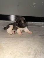 Ivy, a female Akita for sale in Memphis, TN – 2 of 7