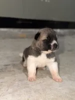 Finn, a male Akita for sale in Memphis, TN – 5 of 7