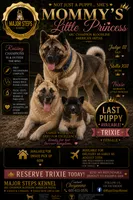 Trixie, a female Akita for sale in Memphis, TN – 1 of 4