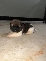 Jett, a male Akita for sale in Memphis, TN – 3 of 9