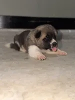 Finn, a male Akita for sale in Memphis, TN – 2 of 7