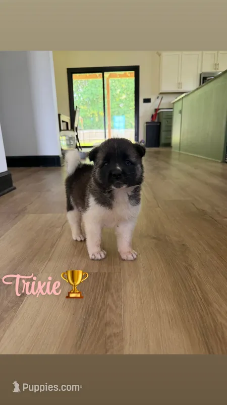 Trixie  – Akita puppy for sale in Memphis, TN