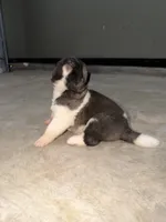 Ivy, a female Akita for sale in Memphis, TN – 3 of 7