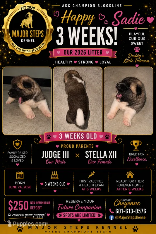 Sadie – Akita puppy for sale in Memphis, TN