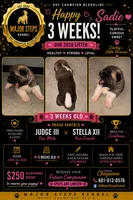 Sadie, a female Akita for sale in Memphis, TN – 1 of 7