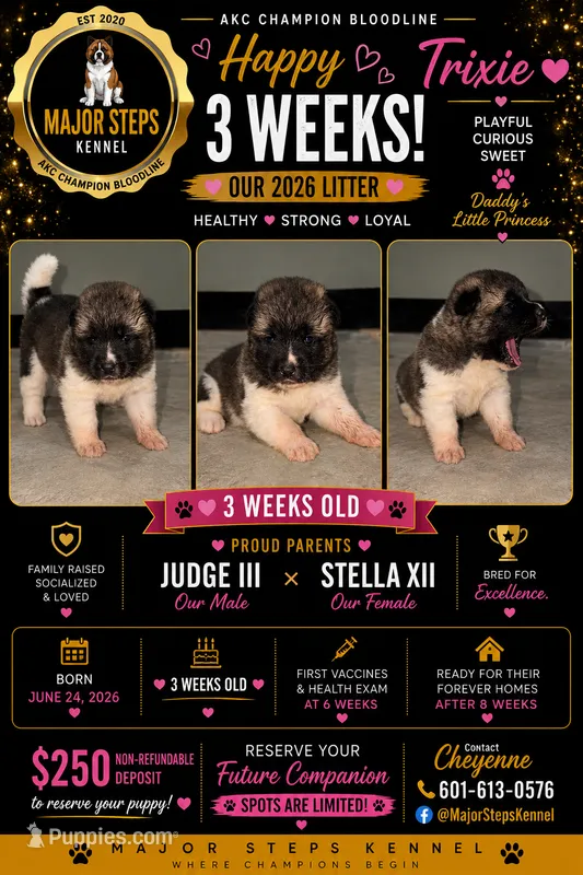 Trixie  – Akita puppy for sale in Memphis, TN