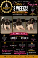 Trixie , a female Akita for sale in Memphis, TN – 1 of 6