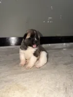Zeke, a male Akita for sale in Memphis, TN – 2 of 6