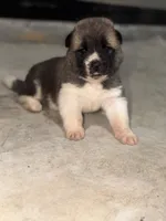 Finn, a male Akita for sale in Memphis, TN – 3 of 7