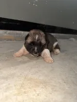 Knox , a male Akita for sale in Memphis, TN – 5 of 8
