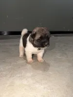Jett, a male Akita for sale in Memphis, TN – 4 of 9