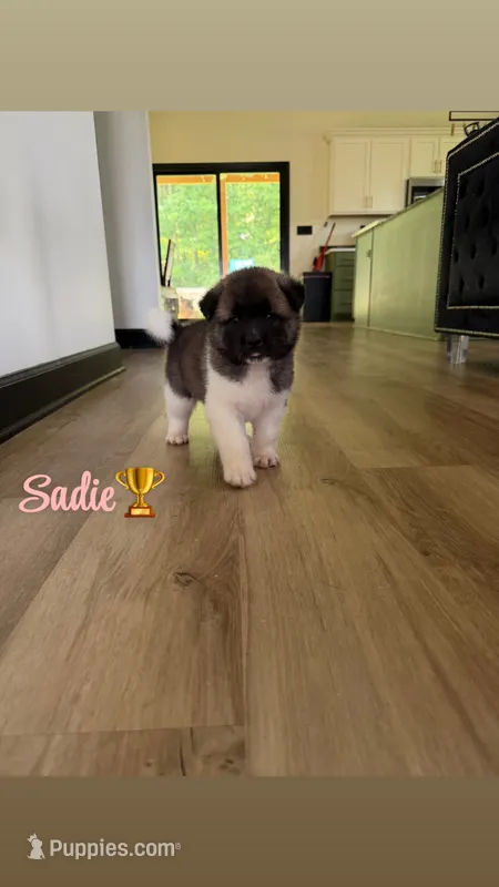 Sadie – Akita puppy for sale in Memphis, TN