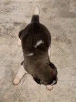 Finn, a male Akita for sale in Memphis, TN – 6 of 7