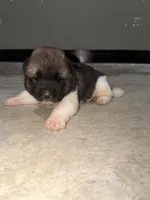 Jett, a male Akita for sale in Memphis, TN – 2 of 9