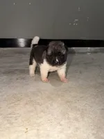 Trixie , a female Akita for sale in Memphis, TN – 2 of 6